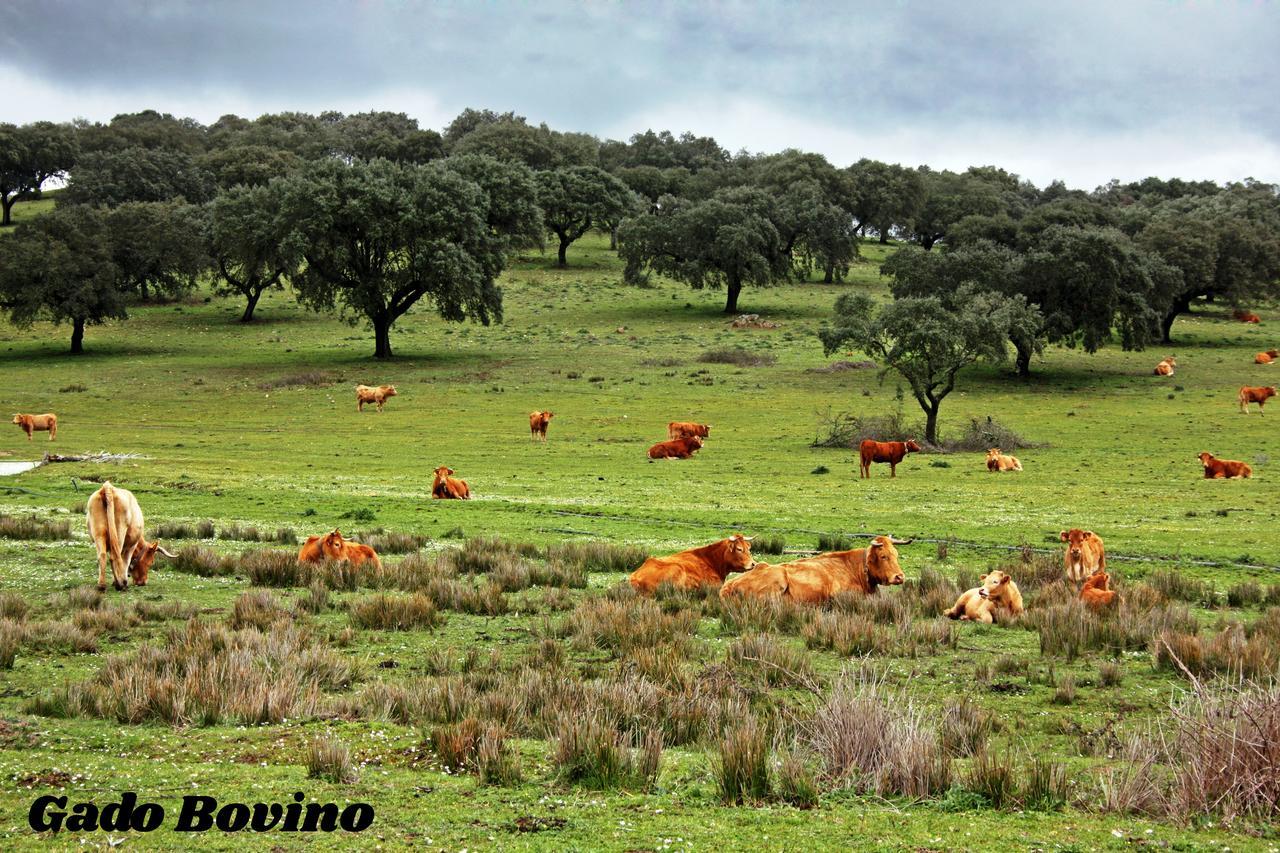 Hotel Rural Da Ameira Montemor-o-Novo Kültér fotó